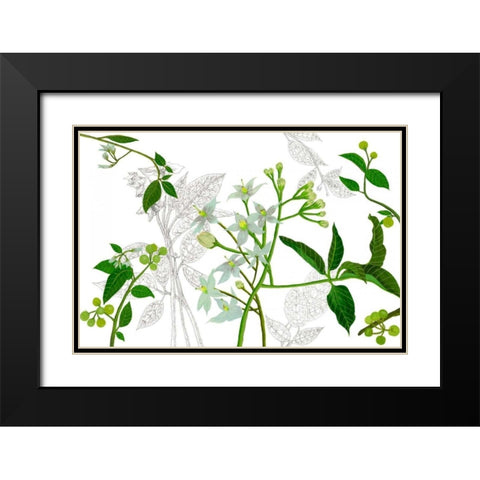 Solanum I Black Modern Wood Framed Art Print with Double Matting by Wang, Melissa