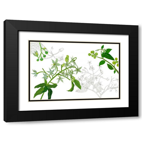 Solanum II Black Modern Wood Framed Art Print with Double Matting by Wang, Melissa