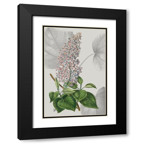 Botanical Arrangement IV Black Modern Wood Framed Art Print with Double Matting by Vision Studio