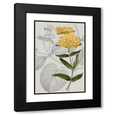 Botanical Arrangement V Black Modern Wood Framed Art Print with Double Matting by Vision Studio