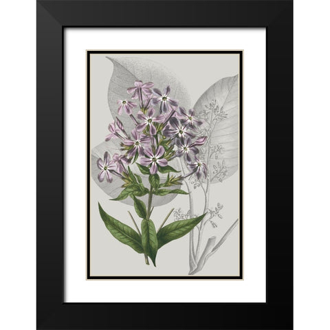 Botanical Arrangement VI Black Modern Wood Framed Art Print with Double Matting by Vision Studio