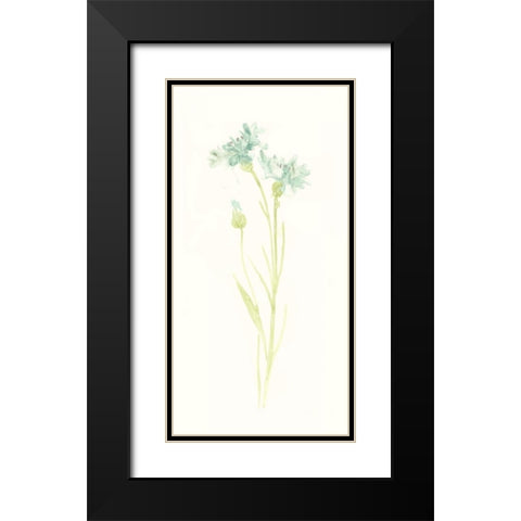 Cornflower Study I Black Modern Wood Framed Art Print with Double Matting by Vess, June Erica