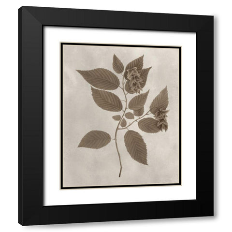 Arbor Specimen II Black Modern Wood Framed Art Print with Double Matting by Vision Studio