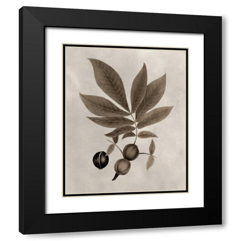 Arbor Specimen VI Black Modern Wood Framed Art Print with Double Matting by Vision Studio