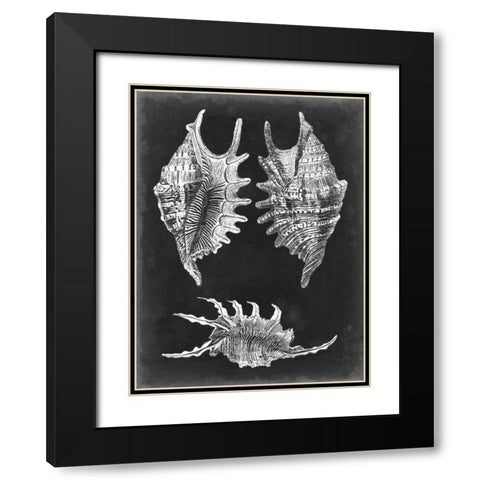Alabaster Shells V Black Modern Wood Framed Art Print with Double Matting by Vision Studio