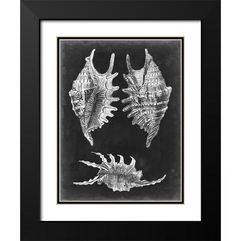 Alabaster Shells V Black Modern Wood Framed Art Print with Double Matting by Vision Studio