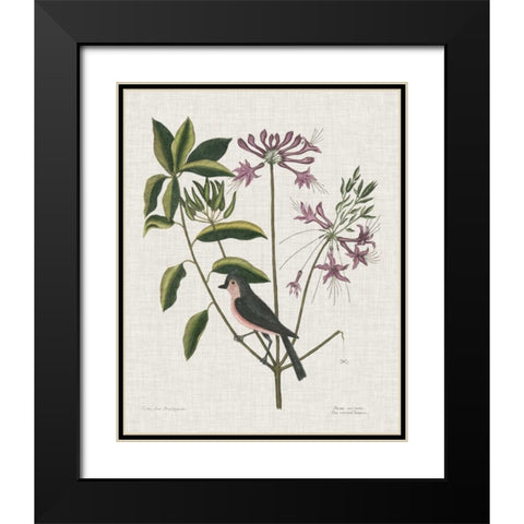 Studies in Nature I Black Modern Wood Framed Art Print with Double Matting by Catesby, Mark