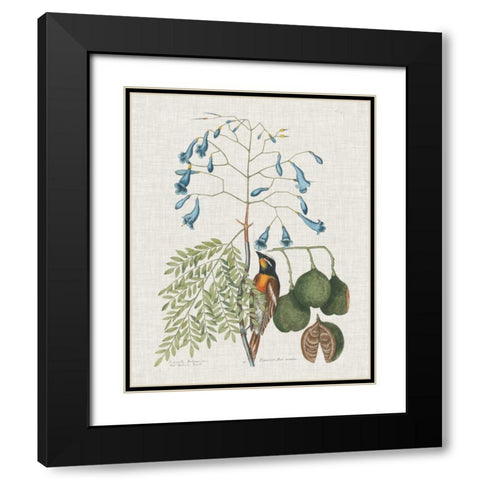 Studies in Nature II Black Modern Wood Framed Art Print with Double Matting by Catesby, Mark