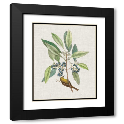 Studies in Nature IV Black Modern Wood Framed Art Print with Double Matting by Catesby, Mark