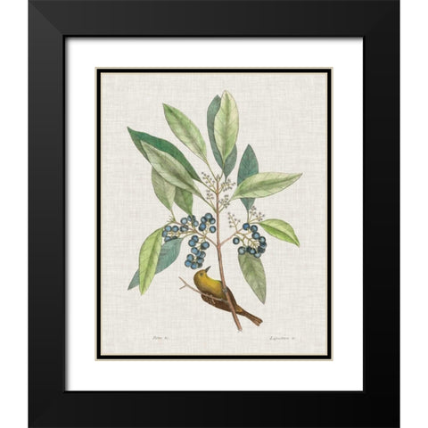 Studies in Nature IV Black Modern Wood Framed Art Print with Double Matting by Catesby, Mark