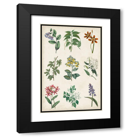 Botanical Chart I Black Modern Wood Framed Art Print with Double Matting by Vision Studio