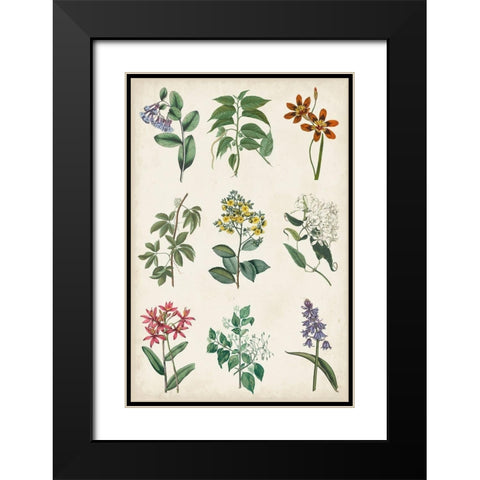 Botanical Chart I Black Modern Wood Framed Art Print with Double Matting by Vision Studio