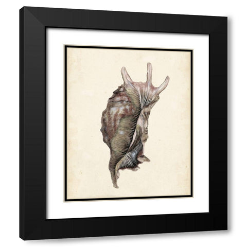 Watercolor Seashell IV Black Modern Wood Framed Art Print with Double Matting by Wang, Melissa