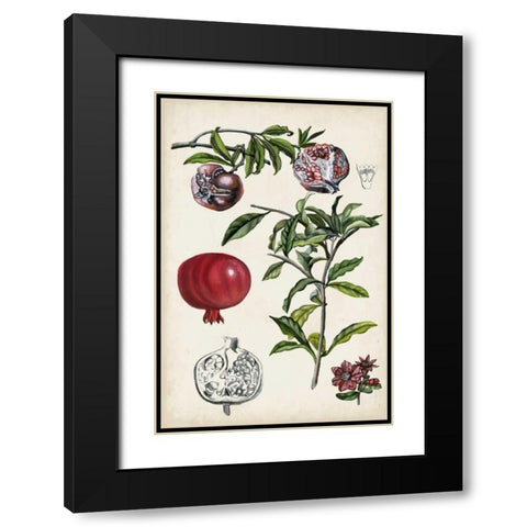 Pomegranate Composition I Black Modern Wood Framed Art Print with Double Matting by McCavitt, Naomi