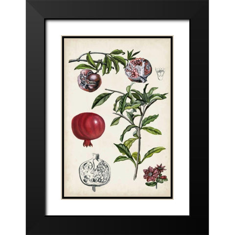 Pomegranate Composition I Black Modern Wood Framed Art Print with Double Matting by McCavitt, Naomi