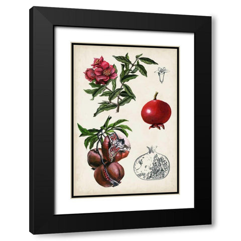 Pomegranate Composition II Black Modern Wood Framed Art Print with Double Matting by McCavitt, Naomi