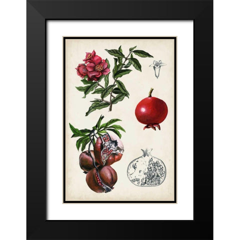 Pomegranate Composition II Black Modern Wood Framed Art Print with Double Matting by McCavitt, Naomi