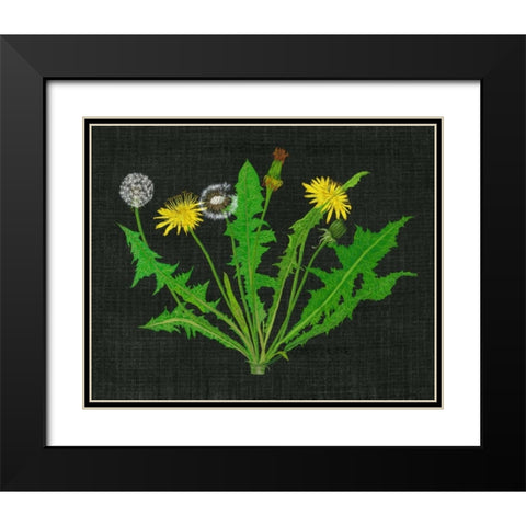 Wild Dandelion I Black Modern Wood Framed Art Print with Double Matting by Wang, Melissa