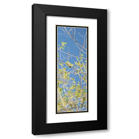 Spring Poplars IV Black Modern Wood Framed Art Print with Double Matting by Chandler, Sharon