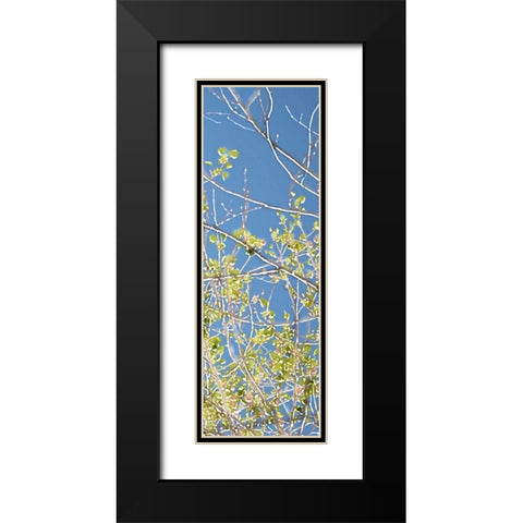 Spring Poplars IV Black Modern Wood Framed Art Print with Double Matting by Chandler, Sharon
