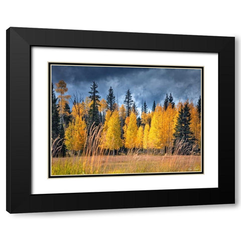 Through the Yellow Trees I Black Modern Wood Framed Art Print with Double Matting by Drost, David