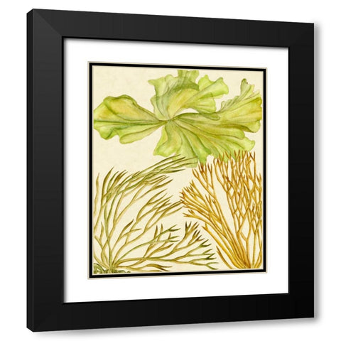 Vintage Seaweed Collection I Black Modern Wood Framed Art Print with Double Matting by Wang, Melissa