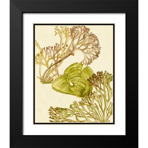 Vintage Seaweed Collection II Black Modern Wood Framed Art Print with Double Matting by Wang, Melissa