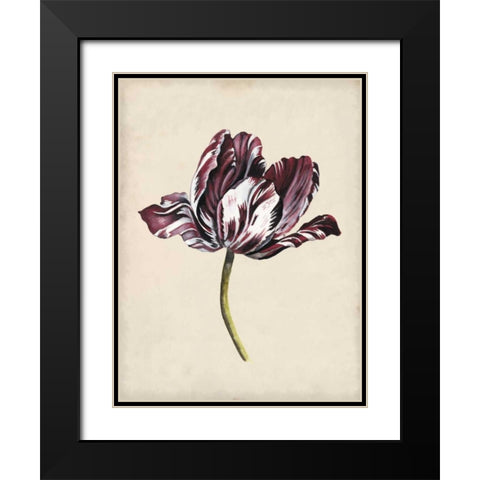 Antique Tulip Study I Black Modern Wood Framed Art Print with Double Matting by McCavitt, Naomi