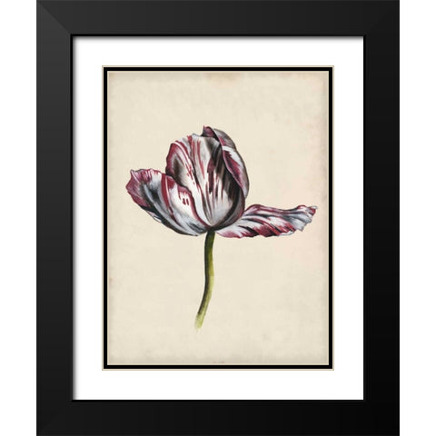 Antique Tulip Study II Black Modern Wood Framed Art Print with Double Matting by McCavitt, Naomi