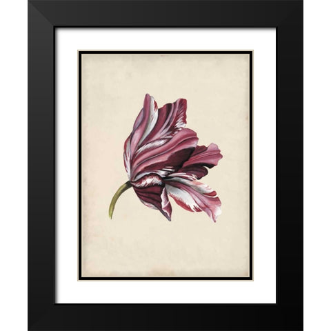 Antique Tulip Study III Black Modern Wood Framed Art Print with Double Matting by McCavitt, Naomi