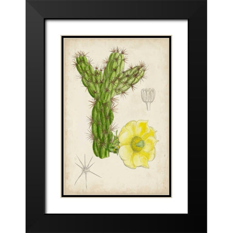 Antique Cactus I Black Modern Wood Framed Art Print with Double Matting by Curtis