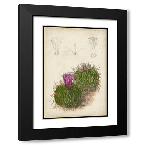 Antique Cactus II Black Modern Wood Framed Art Print with Double Matting by Curtis