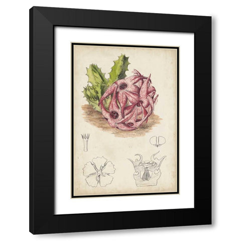 Antique Cactus III Black Modern Wood Framed Art Print with Double Matting by Curtis