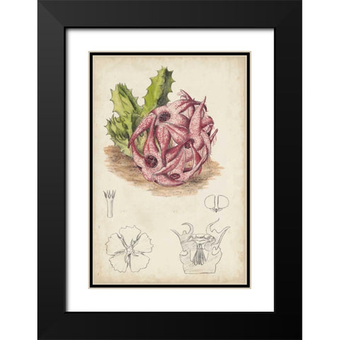 Antique Cactus III Black Modern Wood Framed Art Print with Double Matting by Curtis