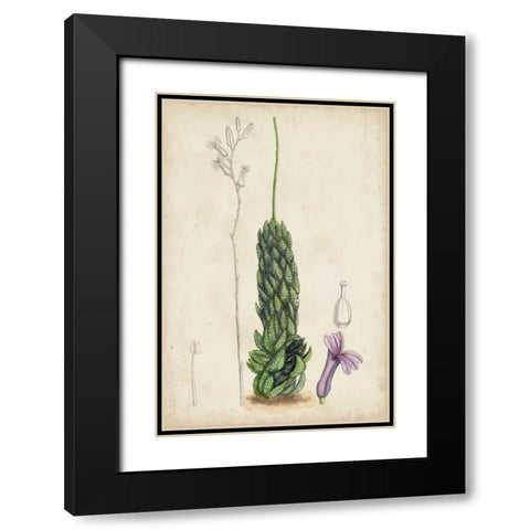 Antique Cactus IV Black Modern Wood Framed Art Print with Double Matting by Curtis