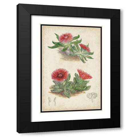 Antique Cactus V Black Modern Wood Framed Art Print with Double Matting by Curtis