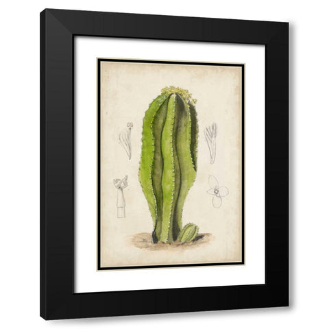 Antique Cactus VI Black Modern Wood Framed Art Print with Double Matting by Curtis