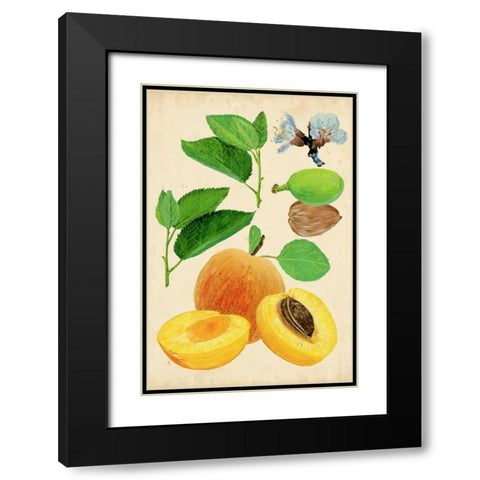 Apricot Study I Black Modern Wood Framed Art Print with Double Matting by Wang, Melissa