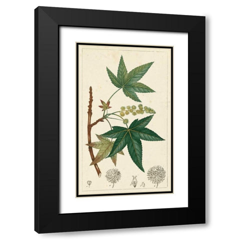 Turpin Maple Tree  Black Modern Wood Framed Art Print with Double Matting by Turpin
