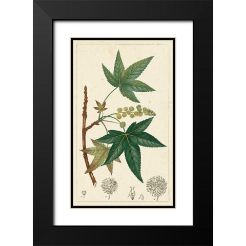Turpin Maple Tree  Black Modern Wood Framed Art Print with Double Matting by Turpin