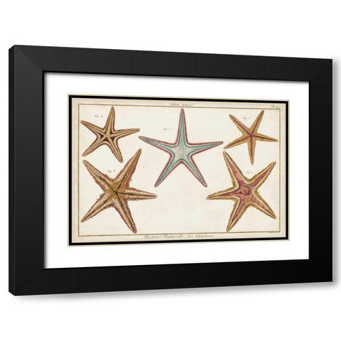 Starfish Naturelle I Black Modern Wood Framed Art Print with Double Matting by Diderot, Denis