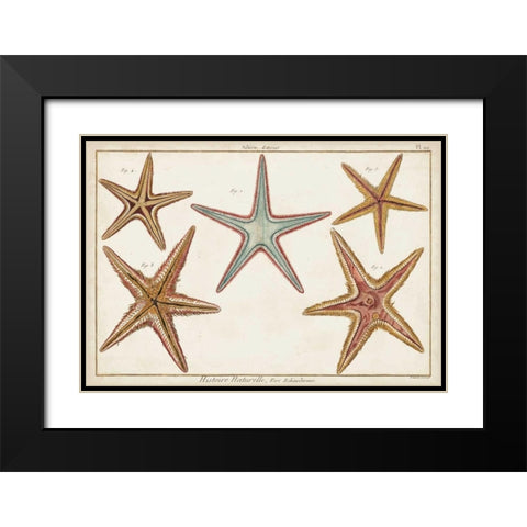 Starfish Naturelle I Black Modern Wood Framed Art Print with Double Matting by Diderot, Denis