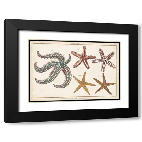 Starfish Naturelle II Black Modern Wood Framed Art Print with Double Matting by Diderot, Denis