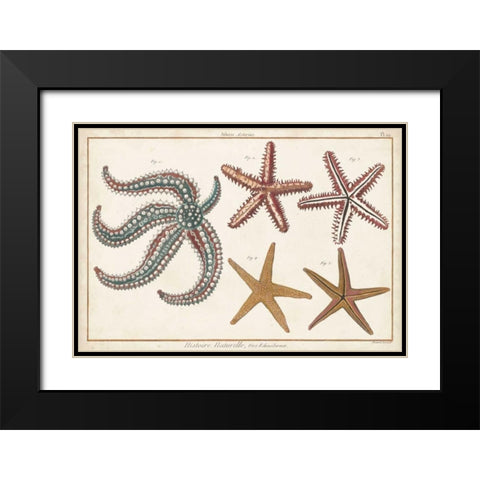 Starfish Naturelle II Black Modern Wood Framed Art Print with Double Matting by Diderot, Denis