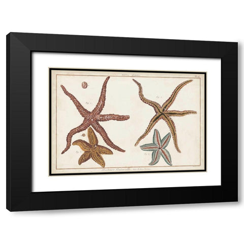 Starfish Naturelle III Black Modern Wood Framed Art Print with Double Matting by Diderot, Denis