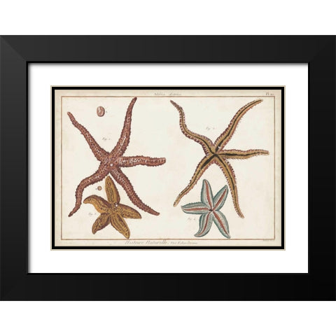 Starfish Naturelle III Black Modern Wood Framed Art Print with Double Matting by Diderot, Denis