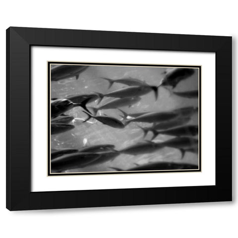 Underwater World 31 Black Modern Wood Framed Art Print with Double Matting by Dag, Inc.