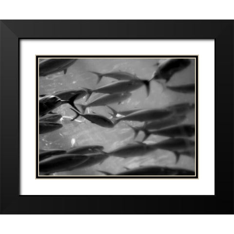 Underwater World 31 Black Modern Wood Framed Art Print with Double Matting by Dag, Inc.
