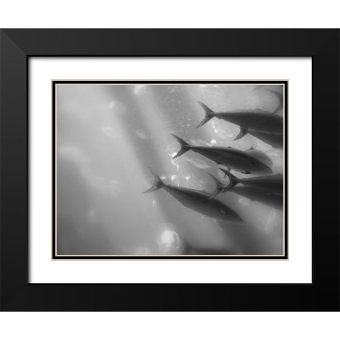 Underwater World 32 Black Modern Wood Framed Art Print with Double Matting by Dag, Inc.