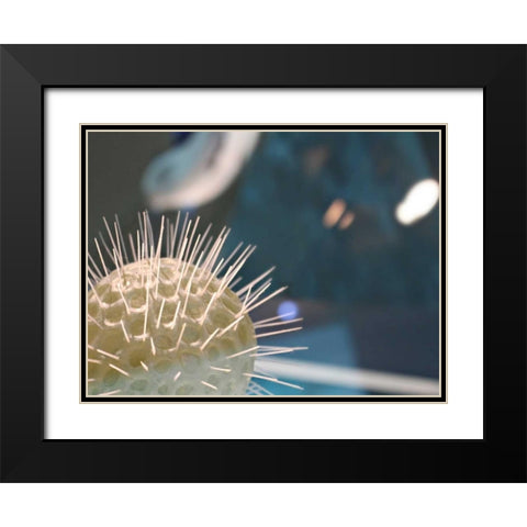 Underwater World 34 Black Modern Wood Framed Art Print with Double Matting by Dag, Inc.